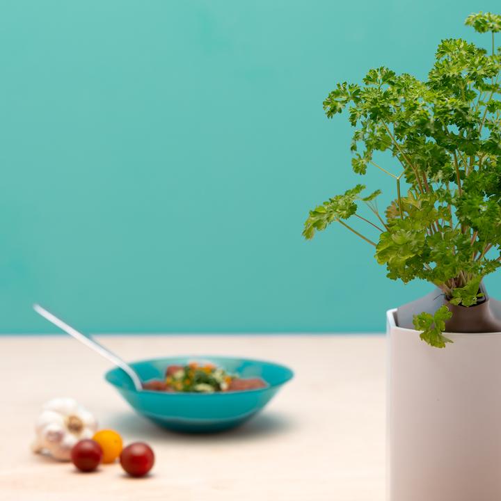 Actual product image Prêt à Pousser curly parsley (Herb seeds)