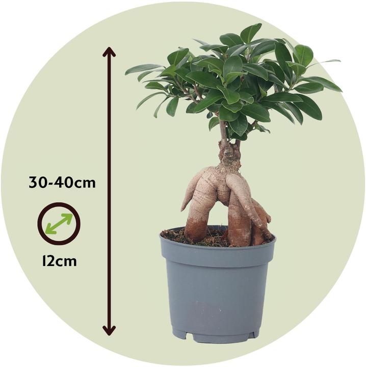 Produktbild Plant in a Box Ficus microcarpa Ginseng - 4er Set Bonsai (30 cm)