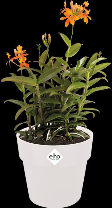 Actual product image Elho B.for Original Round (35 cm)