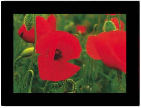 Produktbild Baback Haschemi Doppelkarten-Böxli 818 MOHNBLUMEN (1 Stk.)