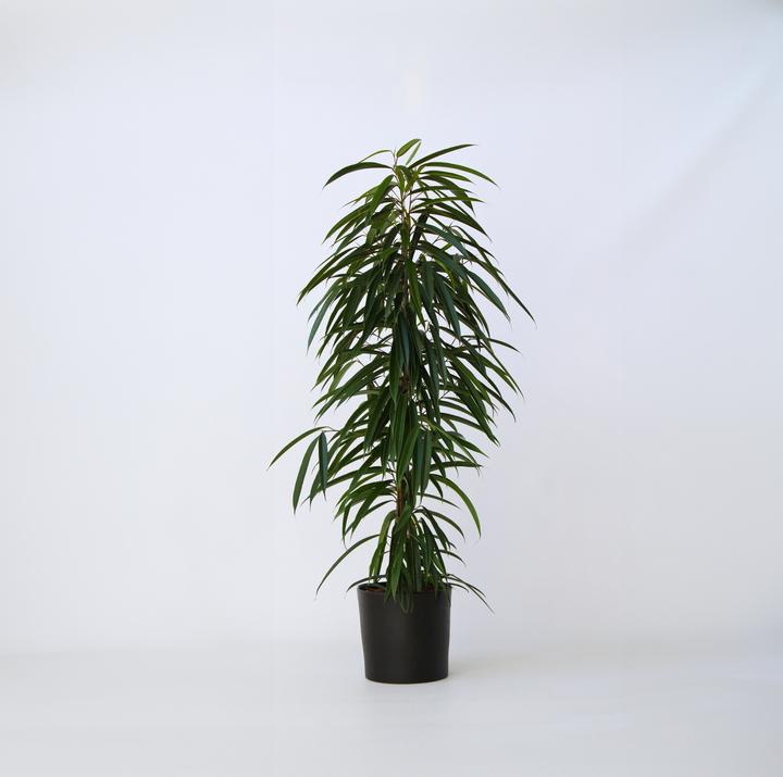 Image du produit Plant in a Box Ficus Binnendijckii Alii - Plante violoniste (100 cm)