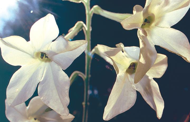 Immagine prodotto Zollinger Bio Tabacco ornamentale a fiore bianco (annuale) (Semi di piante)