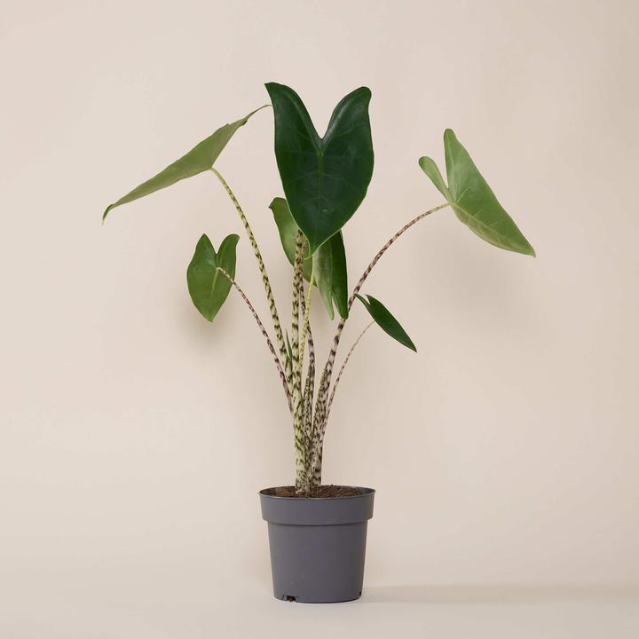 Immagine prodotto Mary and Plants Orecchio di elefante (55 cm)