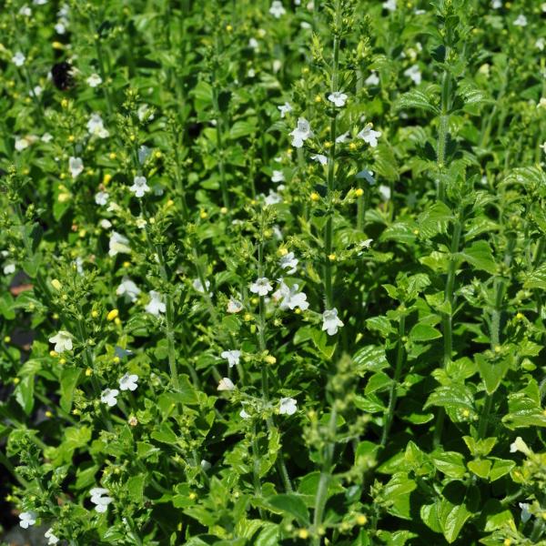 Produktbild Säntispracht 3 er Set, Die duftende Bergminze - Calamintha nepeta Marvelette White (35 cm)