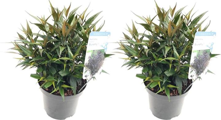 Produktbild Plant in a Box Strobilanthes anisophyllus ‘Brunetthy’ - 2er Set Goldfuchs (25 cm)