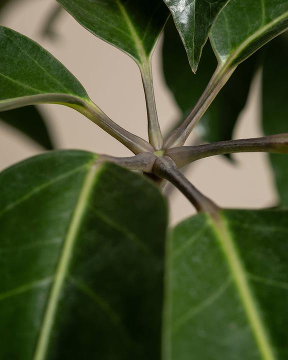 Produktbild feey Schefflera amate (105 cm, Frisch umgetopft)