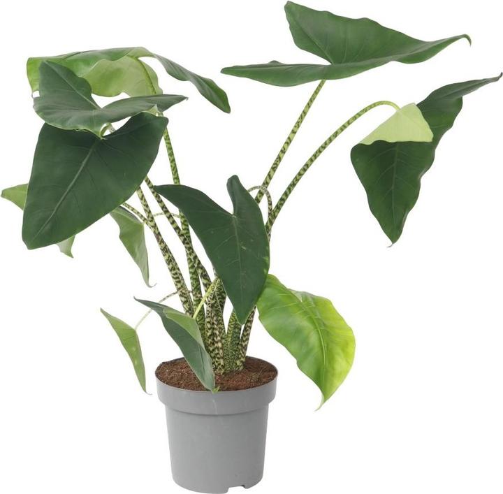 Immagine prodotto Plant in a Box Alocasia zebrina - Alocasia (150 cm)