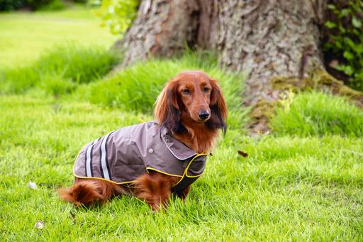 Actual product image Beeztees Seja (52, Dog raincoat)