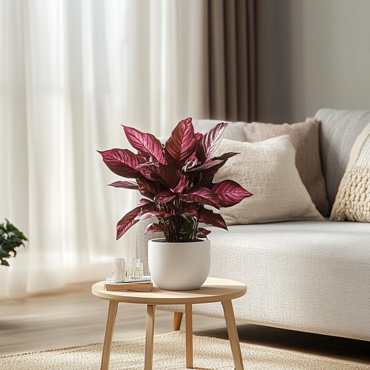 Image du produit Plant in a Box Iresine Herbstii - Set de 2 feuilles de sang (20 cm)