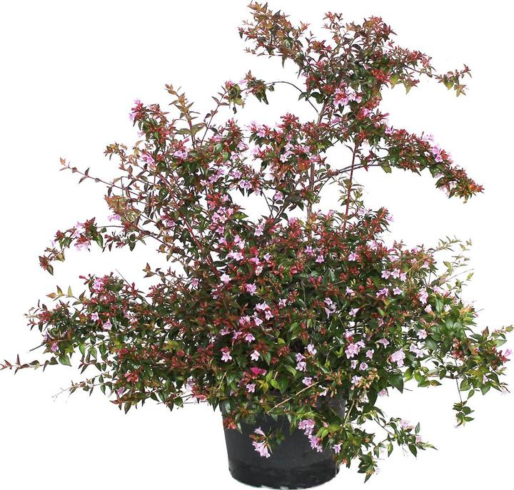 Image du produit Zulauf Abelie / Abelia 'Edward Goucher' (70 cm)