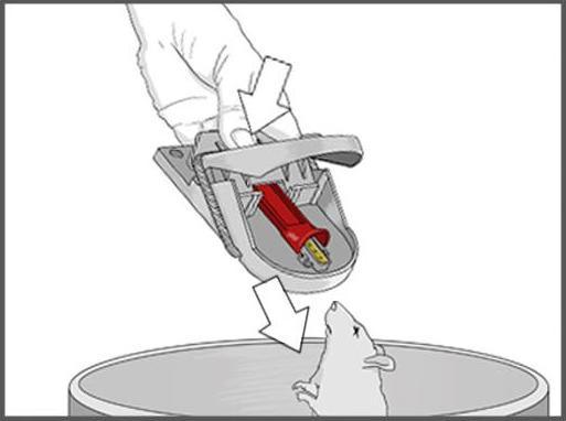 Actual product image Swissinno Mousetrap Pro SuperCat pack of 2