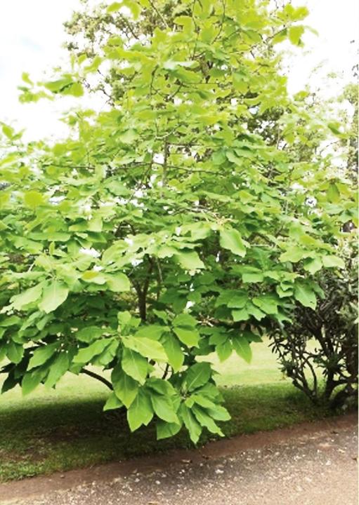Image du produit Tropica Le triptyque nord-américain. Magnolia tripetala (Magnolia tripetala) (Graines de plantes)