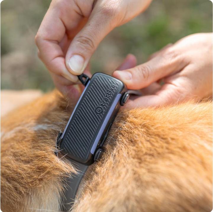 Actual product image Tractive GPS Dog 6 - Fabric Clips (L, Dog, Dog sport)