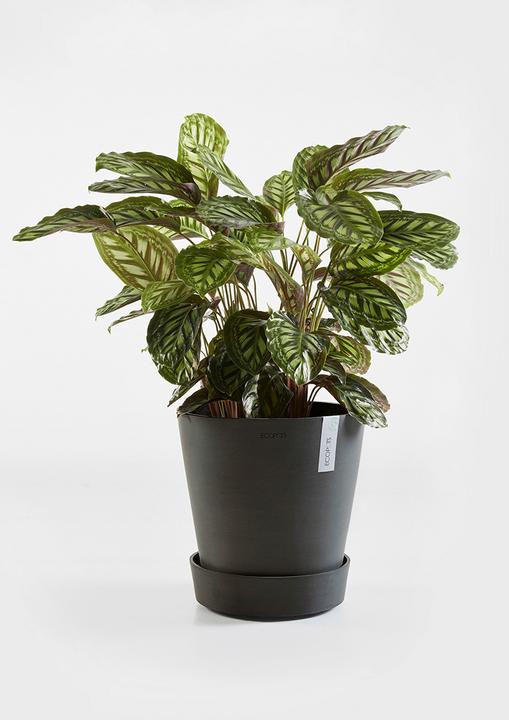 Immagine prodotto Ecopots Piattino su ruote