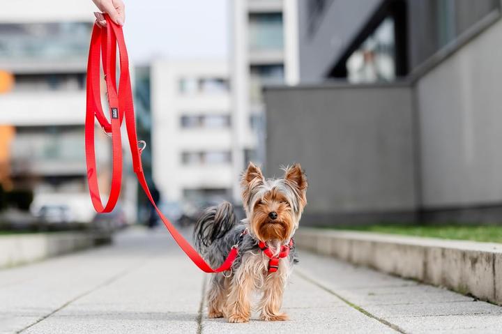 Actual product image Chaba CH SZELKI GUARD M (P)25-40 (D)35-55X2CM CZERWONE 5067 (M, Dog, General, Walks)