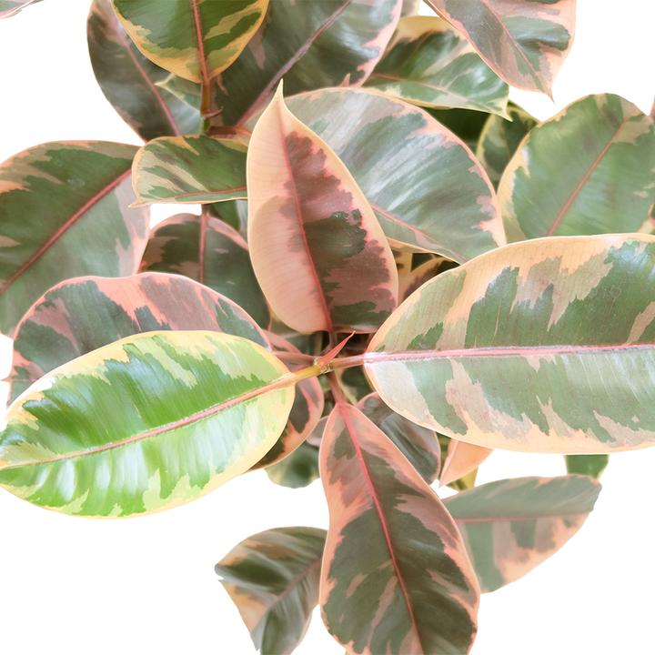 Immagine prodotto VEG and the City Malo (Albero della gomma rosa - Ficus elastica Belize) (90 cm)