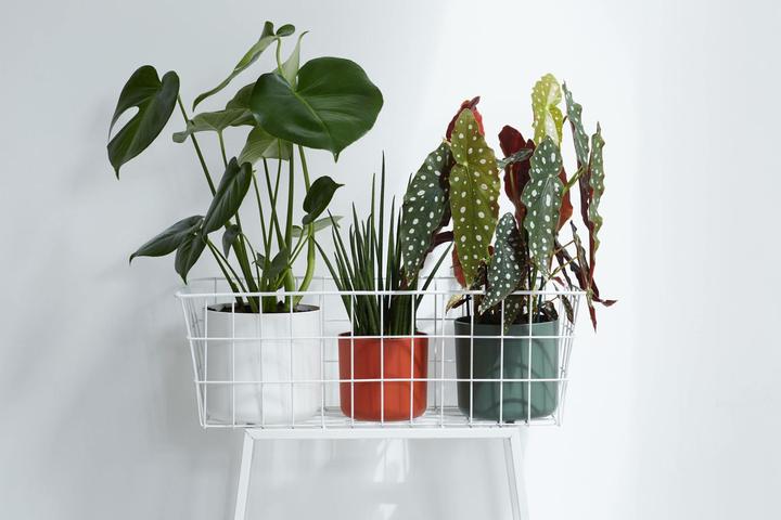Actual product image Elho B.for soft (16 cm)