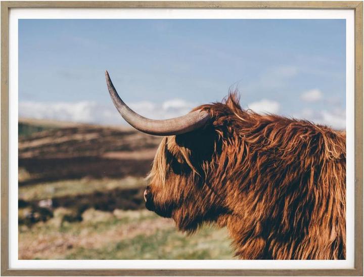 Produktbild Trenddeko Highland Cow 02 (50 x 40 cm)