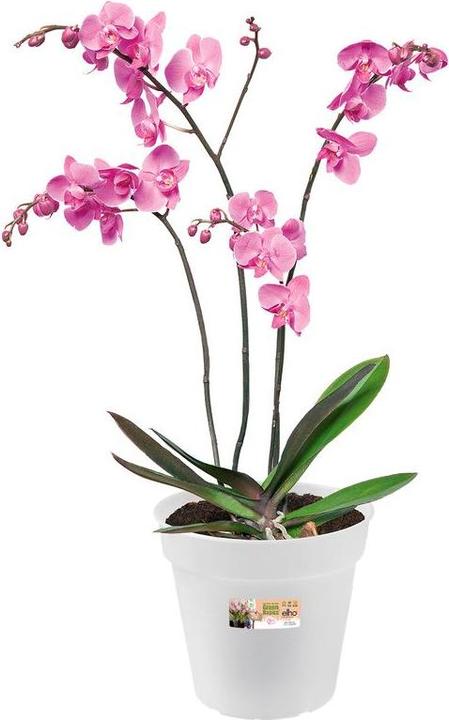 Produktbild Elho Green Basics Orchidee (17 cm)