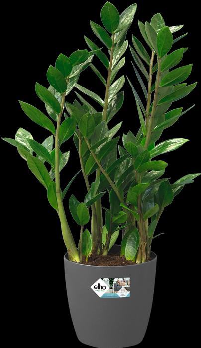 Actual product image Elho Brussels (46.50 cm)