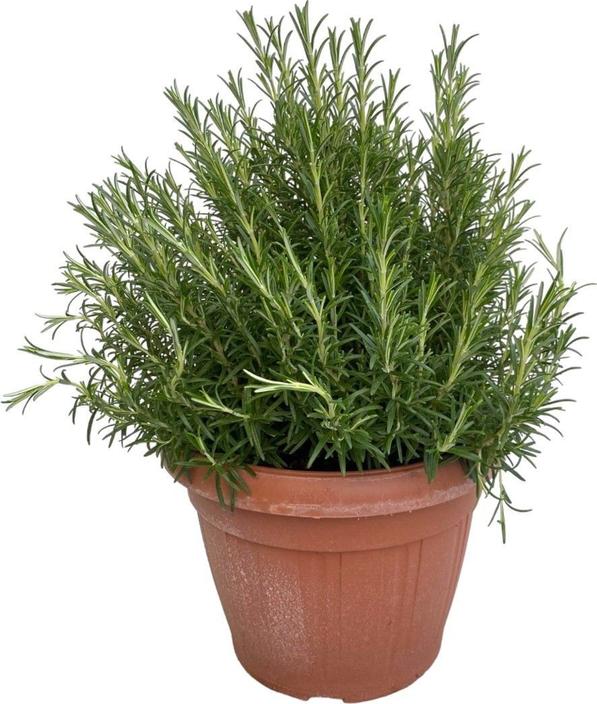 Fresca-Plant Rosmarin 35cm