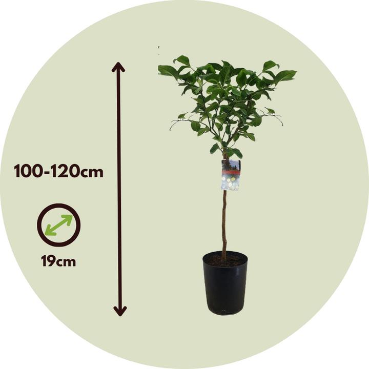 Immagine prodotto Plant in a Box Citrus limon - (100 cm)
