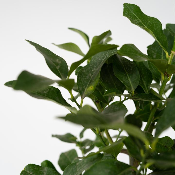 Produktbild Plant in a Box Citrus aurantium Tarocco - (90 cm)