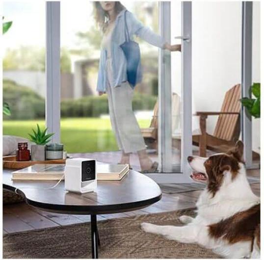 Image du produit Petcube Caméra pour animaux domestiques (Jouets avec herbe à chat)