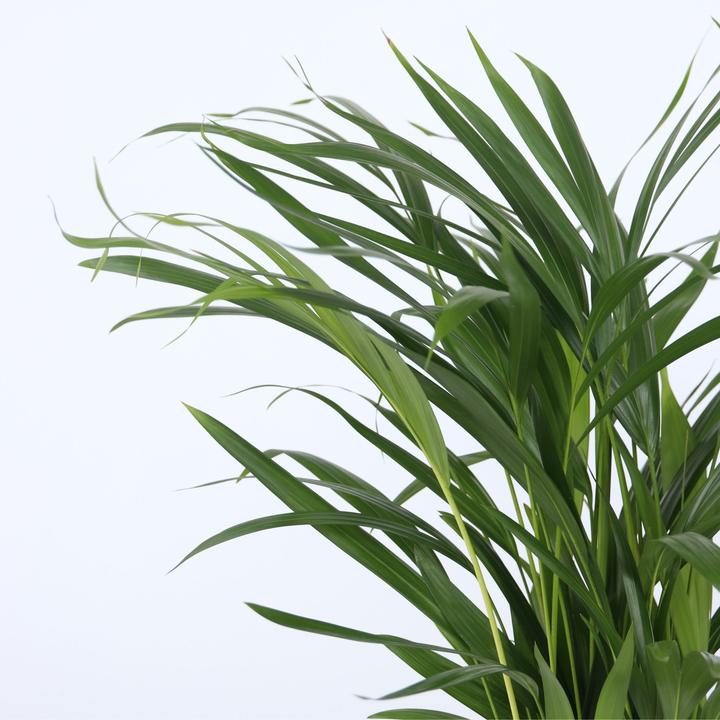 Produktbild Plant in a Box Chamaedorea Elegans, Dypsis lutescens - 2er Mischung Indoor Palme (60 cm)