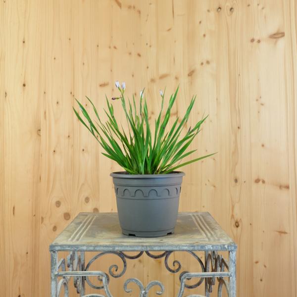 Produktbild Säntispracht 3 er Set, Die immergrüne Binsenlilie - Sisyrinchium angustifolium Lucerne (20 cm)