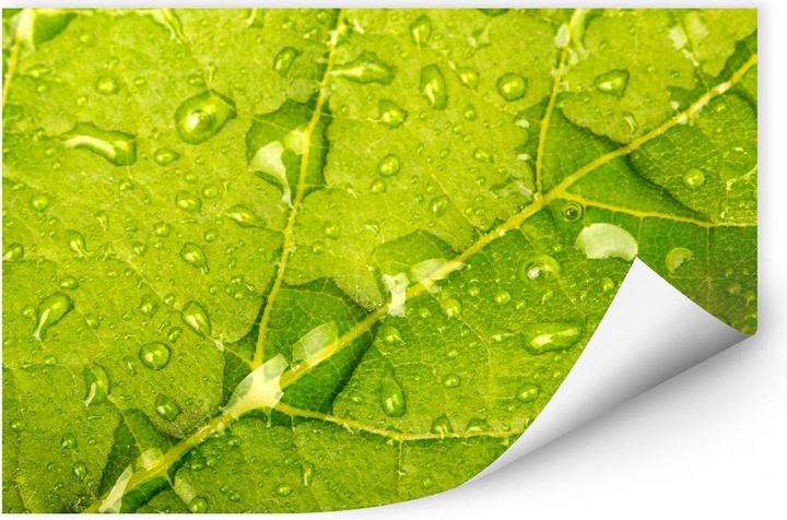 Produktbild Trenddeko Wasserperlen (60 x 40 cm)