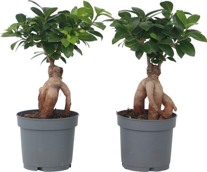 Produktbild Plant in a Box Ficus microcarpa Ginseng - 4er Set Bonsai (30 cm)