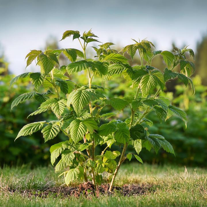Immagine prodotto Plant in a Box Rubus idaeus Malling Promise - set di 2 piante di lamponi (50 cm)