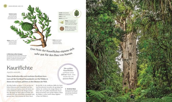 Produktbild Bäume - Eine Natur- und Kulturgeschichte (Deutsch, Andrew Mikolajski, Michael Scott, Keith Rushforth, Dr. Ross Bayton, Agnes Pahler, 2022)