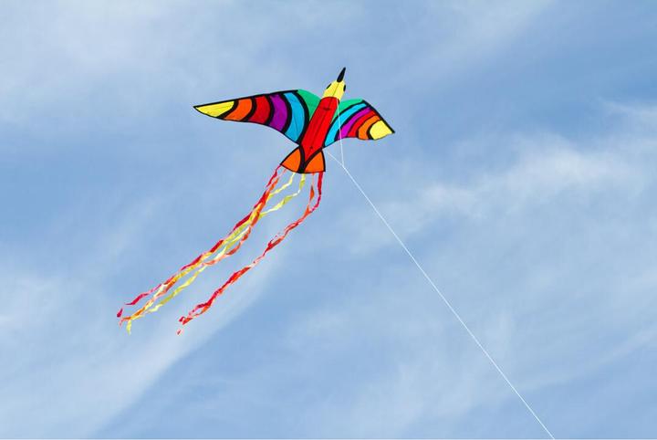 Image du produit Invento Oiseau dragon tropical