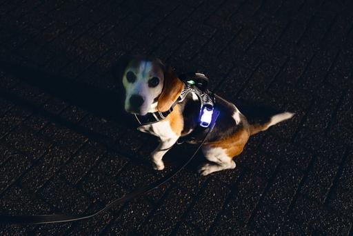 Produktbild Beeztees Safety Gear Y-geschirr (Hund, Allgemein)