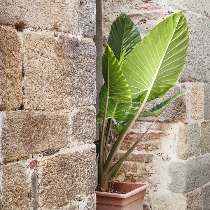 Immagine prodotto Plant in a Box Alocasia Odora - Orecchio di elefante grande (55 cm)