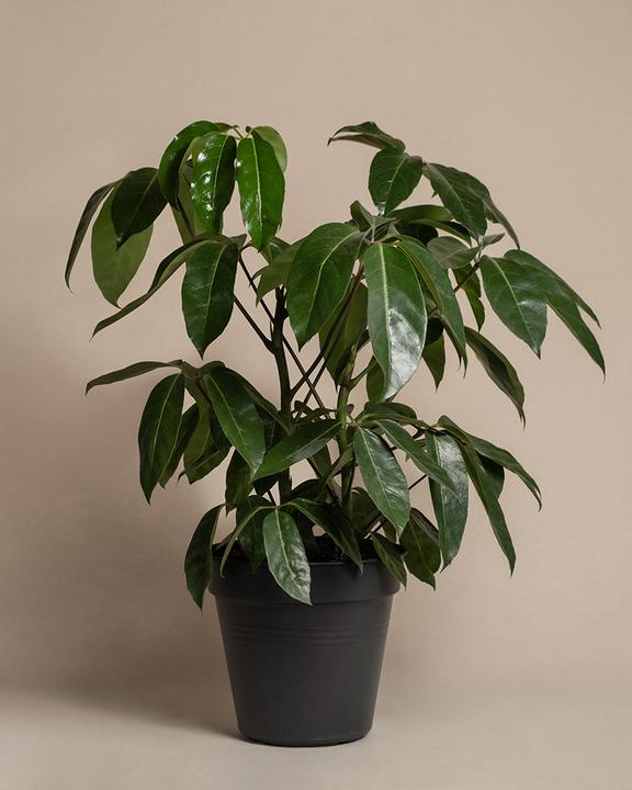 Produktbild feey Schefflera amate (105 cm, Frisch umgetopft)
