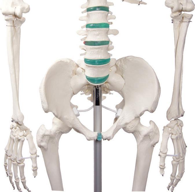 Actual product image Erler Zimmer School Skeleton Oscar