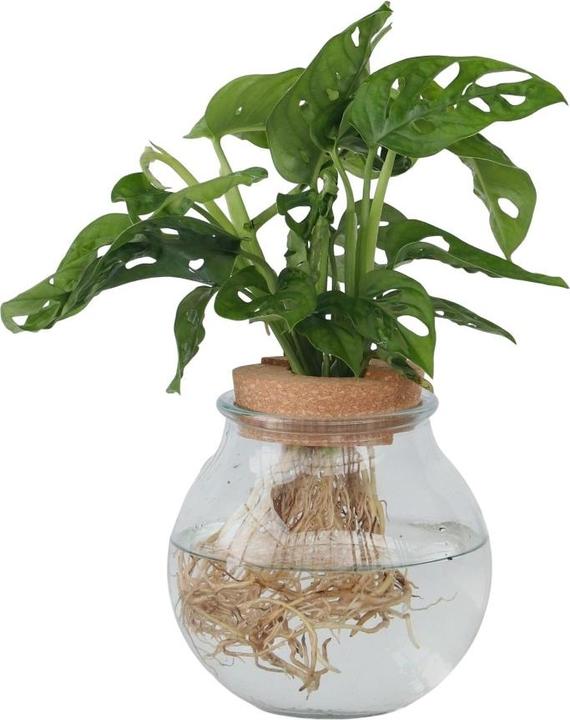 Actual product image Plant in a Box Monstera Adansonii 'Monkey Mask' - Window Leaf in Glass (35 cm)