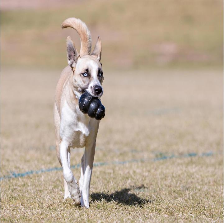 Image du produit KONG Extrême (Jouet à mâcher pour chien, Jouet alimentaire pour chien, Apporter)