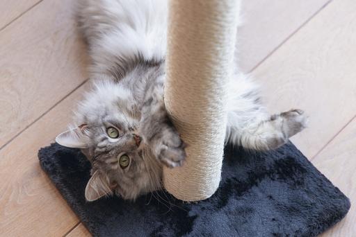 Produktbild Beeztees Katzenmöbel (60 cm, Schwarz)