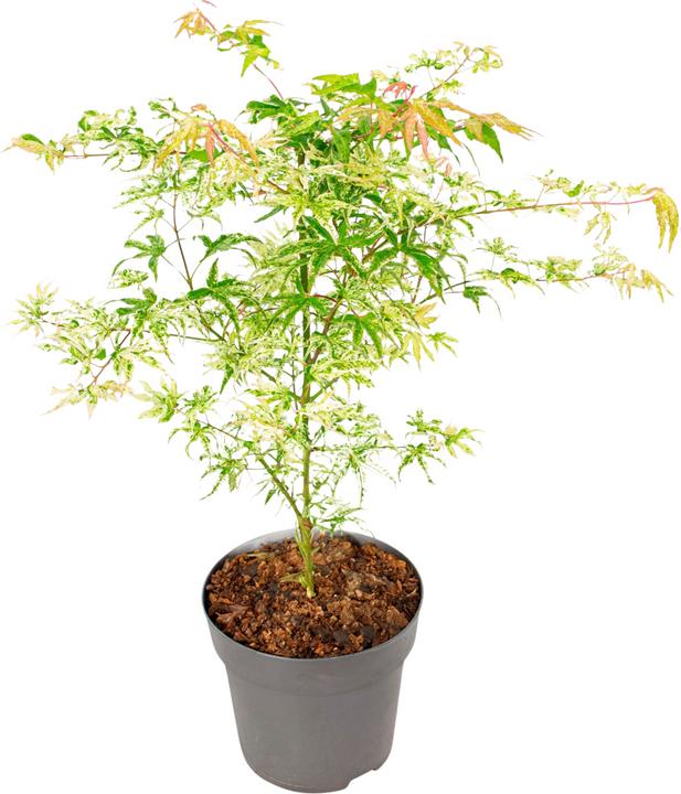Image du produit Plant in a Box Acer palmatum 'Ukigumo' - Japanischer Ahorn (50 cm)