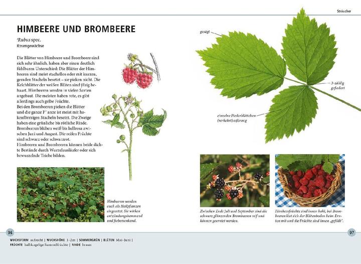 Immagine prodotto Kosmos Bäume am Blatt erkennen - 78 Laub- und Nadelgehölze. Blätter in Originalgrösse (Tedesco, Meike Bosch, 2024)