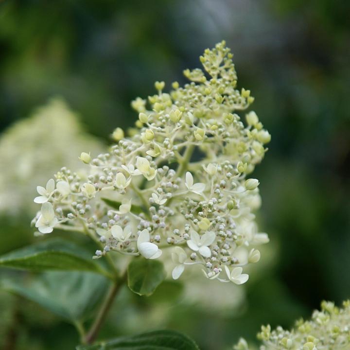 Immagine prodotto Plant in a Box Hydrangea paniculata "Bobo" - Ortensia (25 cm)