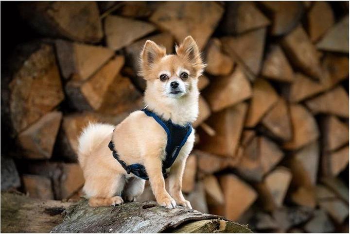 Immagine prodotto Grossenbacher Imbracatura per cuccioli Puppy FunRun Vario (M, Cane, Passeggiare)