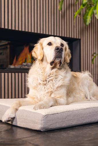 Immagine prodotto Beeztees Zira (Cane)