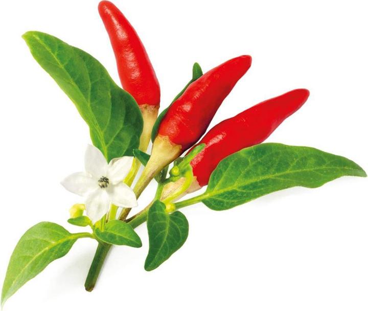 Click and Grow Saatgut Roter scharfer Chili (Gemüsesamen)