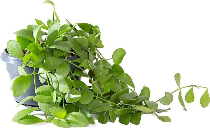 Immagine prodotto VEG and the City Cobar (pianta con guscio di lumaca - Dischidia oianthe) (9 cm)