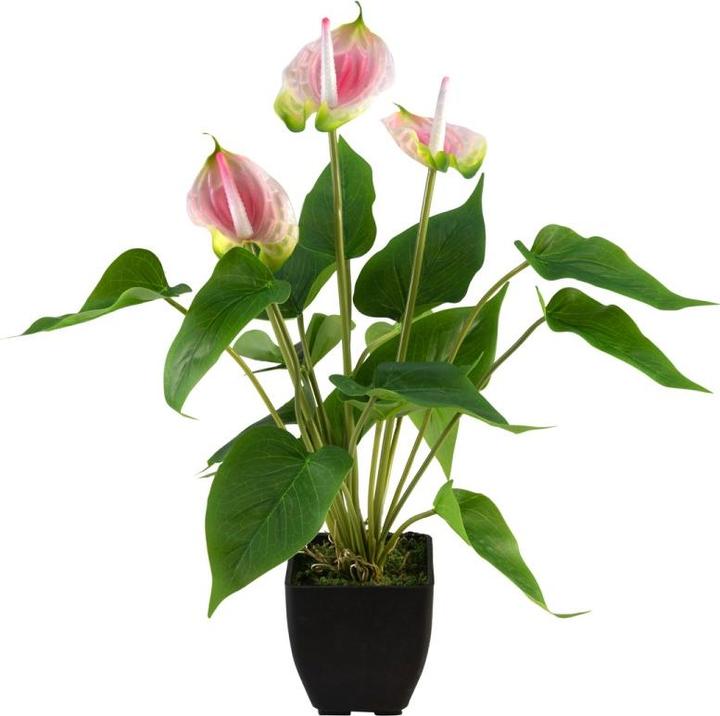 Immagine prodotto Europalms Anthurium, pianta artificiale, bianco rosa